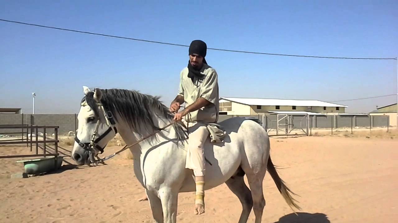 طريقة إيقاف الحصان وتثبيته قبل الركوب أو القفز على ظهره