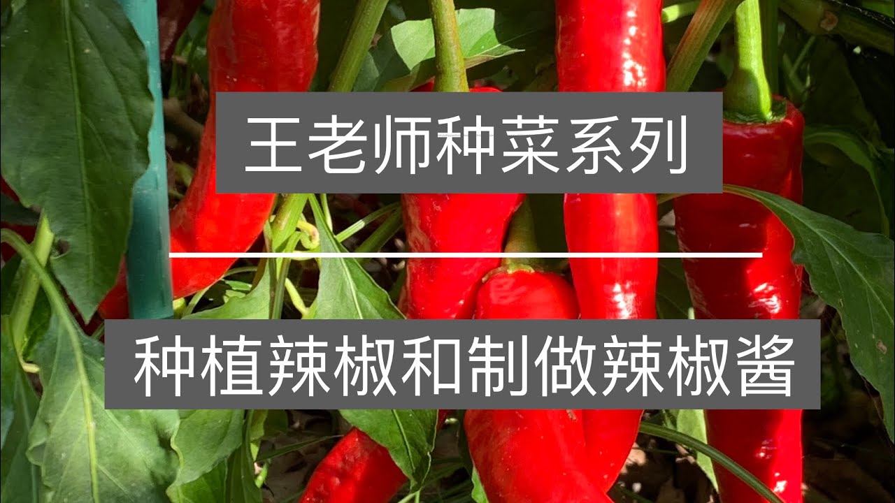 王老师种菜：种植辣椒和制做辣椒酱