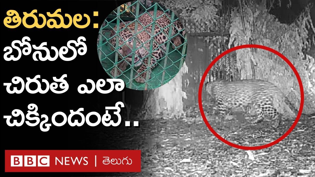 Tirumala Leopard: అలిపిరి నడక దారిలో ఏర్పాటు చేసిన  బోనులో చిరుత ఎలా పడిందో చూడండి | BBC Telugu