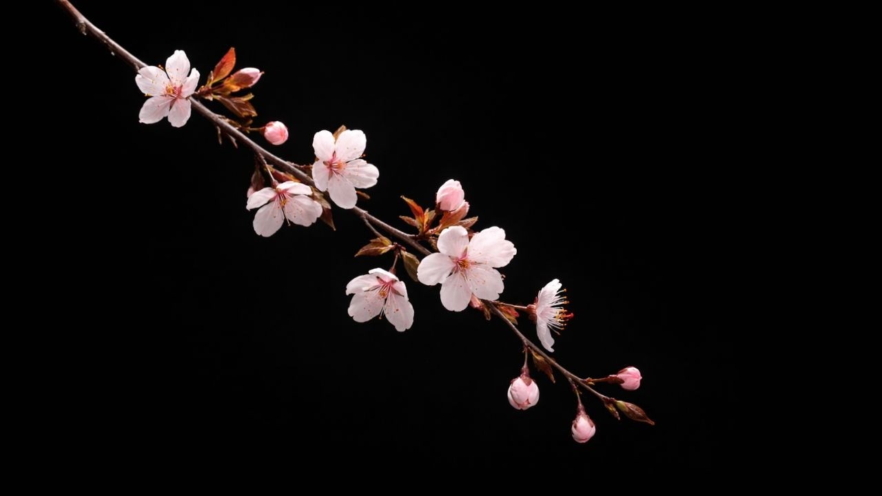 Cherry Blossom 4K Screensaver | Elegant Sakura Branch on Black Background for Frame TV