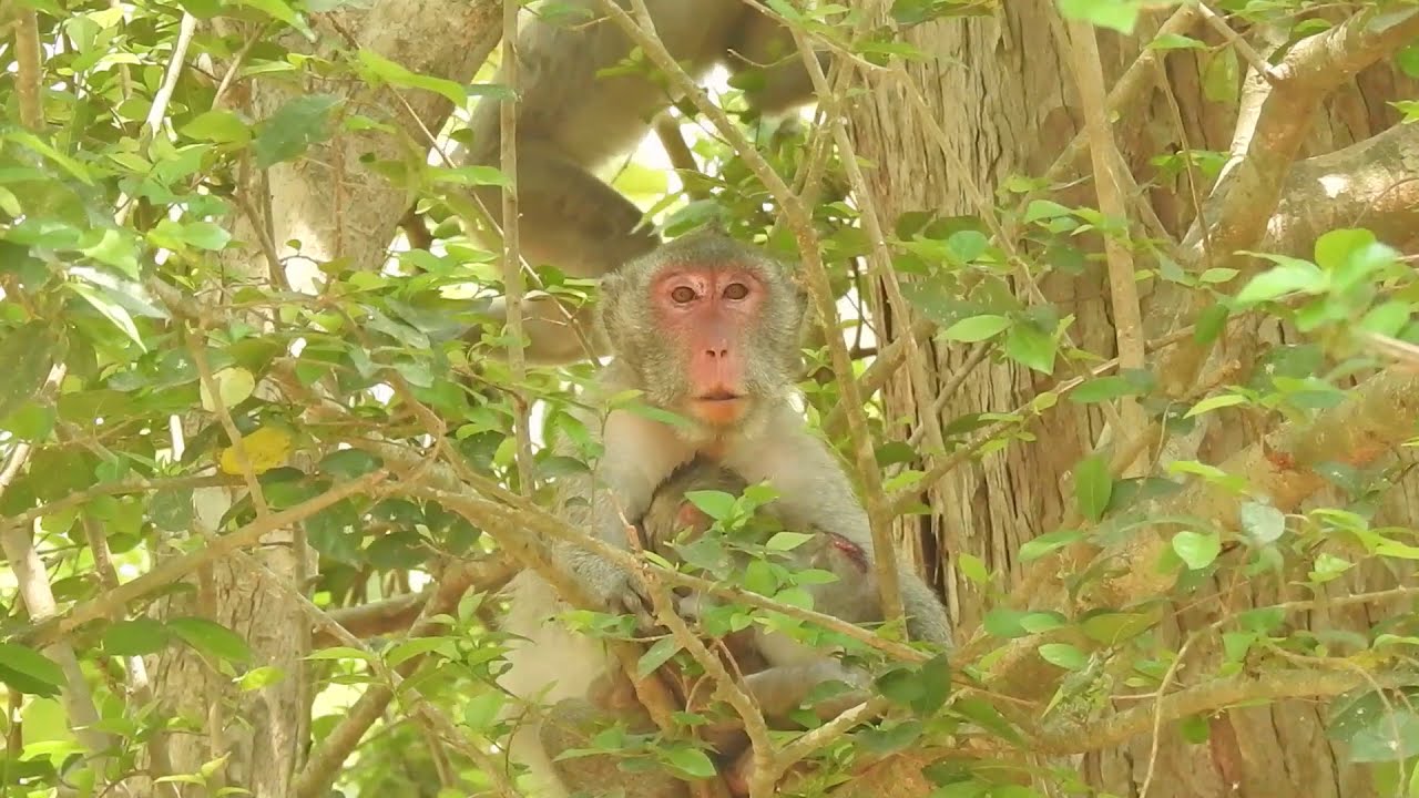 Jane Monkey So Tired , Mom Work Because Of Kids , Jana Monkey Today