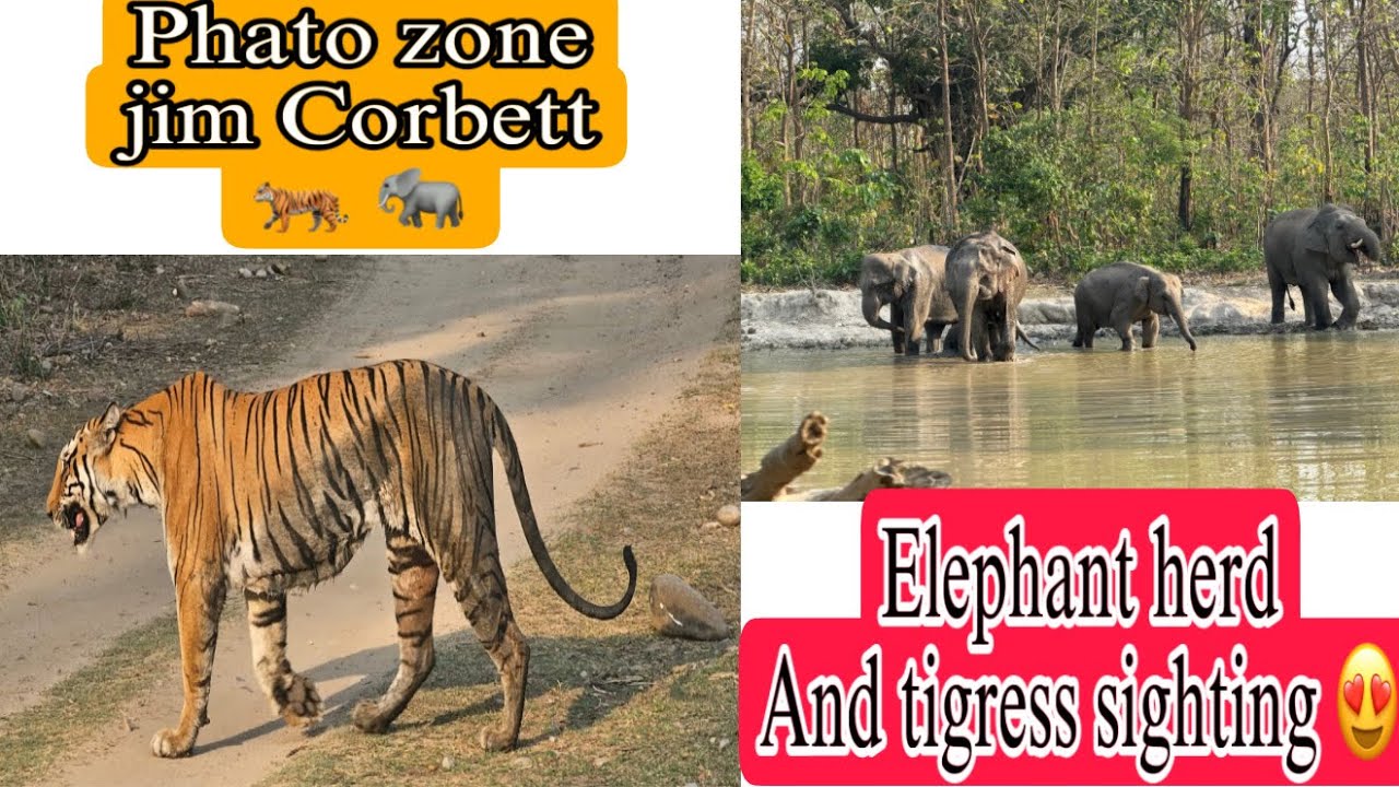 The Ultimate Jim Corbett Safari Experience