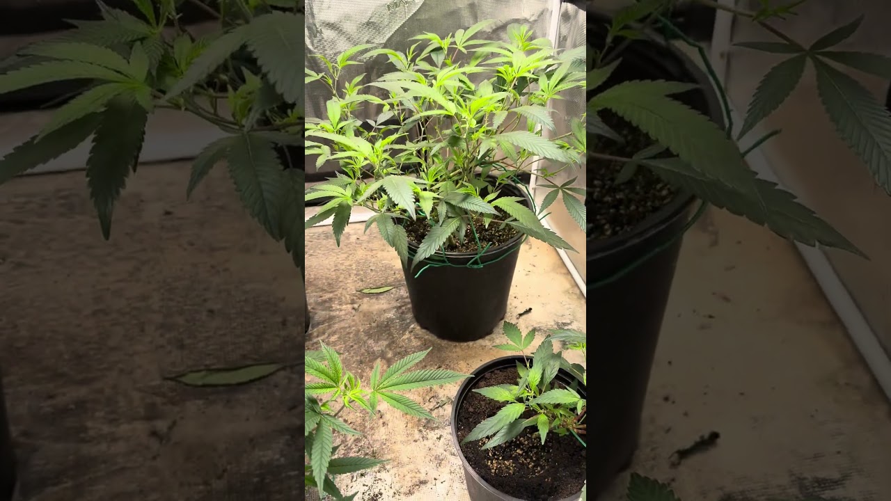 Blue Razzicle Monster Crop Mom Crown 👑 LST - Green Rush Nutrients Leefy Green & Seaweed Extracts