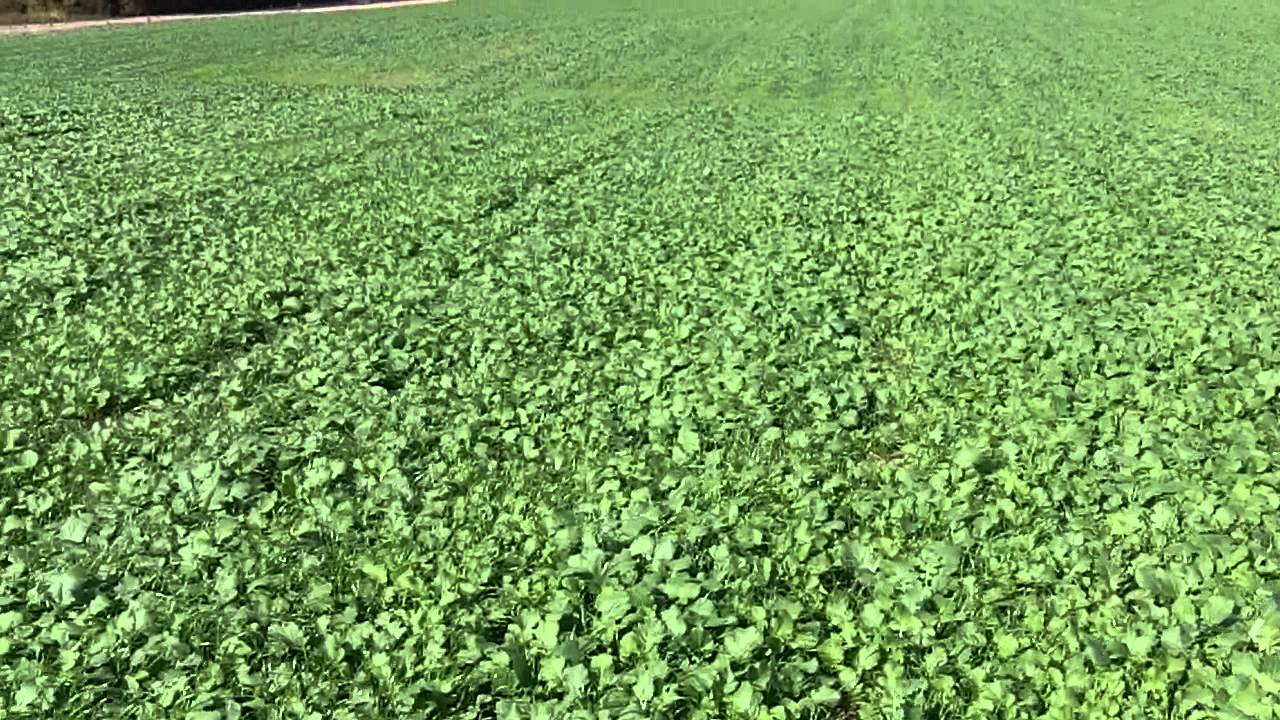 Cover Crop Annual Ryegrass with Forage Turnips