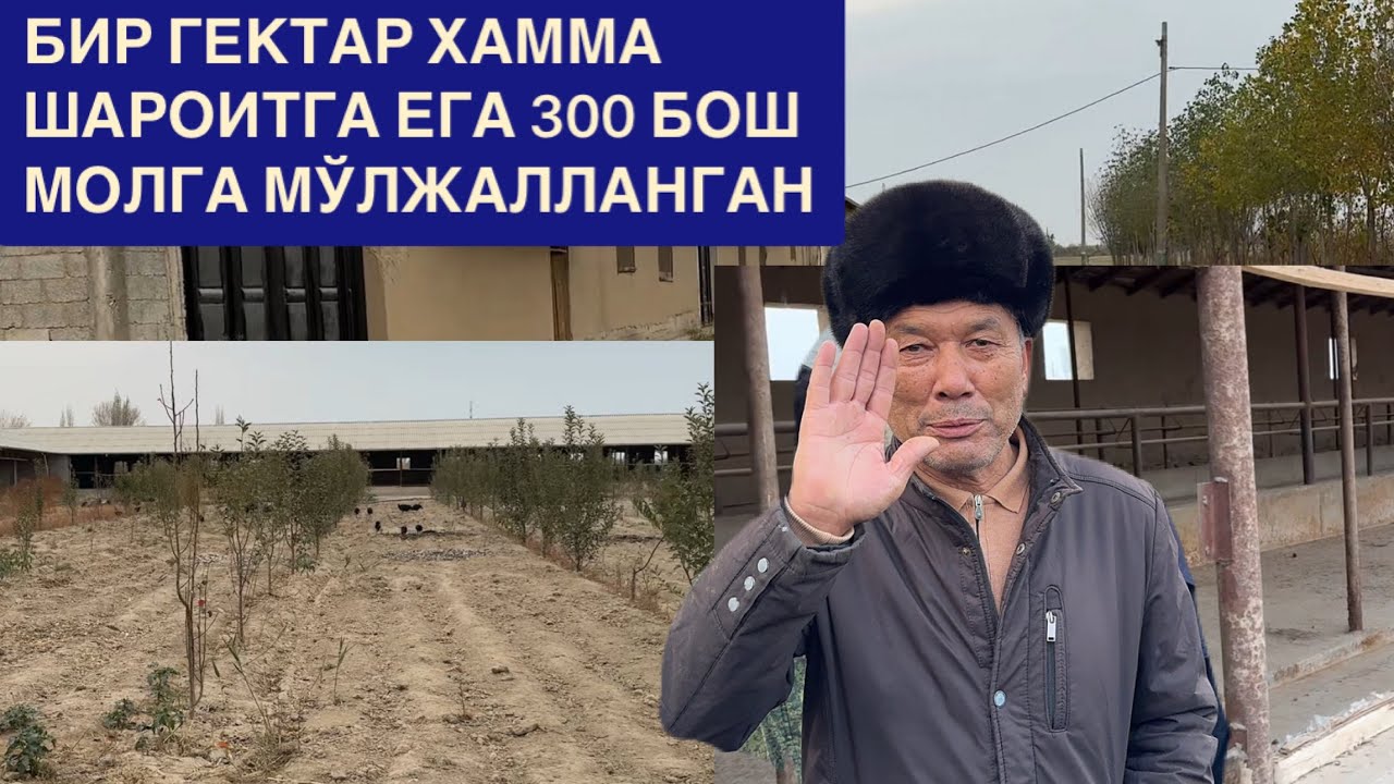 ЧОРВАДОР ВА МИРШКОР ОБУНАЧИЛАР УЧУН КАТТА МОЛ ФЕРМА СОТИЛАДИ ХАКИМ АКАДАН ЯНГИ ЛОЙХА. 