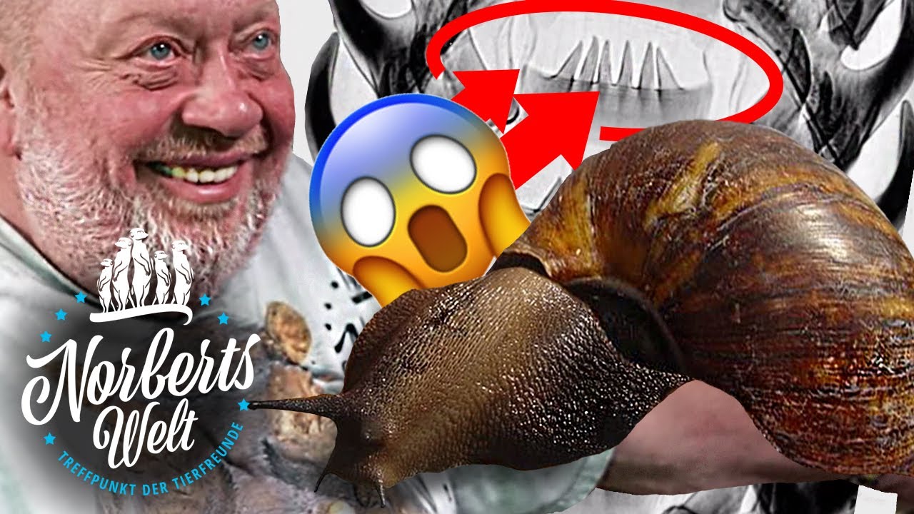 SCHREDDER-Zähne bei BEAUTY-SCHNECKE | Die riesige ACHATSCHNECKE | NORBERTS WELT | Zoo Zajac