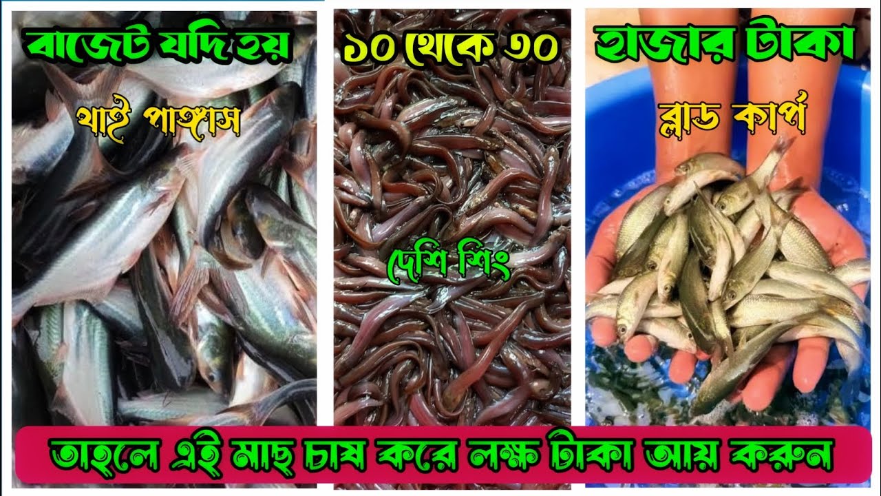 বাজেট যদি হয় ১০ থেকে ৩০ হাজার টাকা তাহলে এই তিন প্রকার মাছ চাষ করে বছরে লক্ষ টাকা আয় করুন