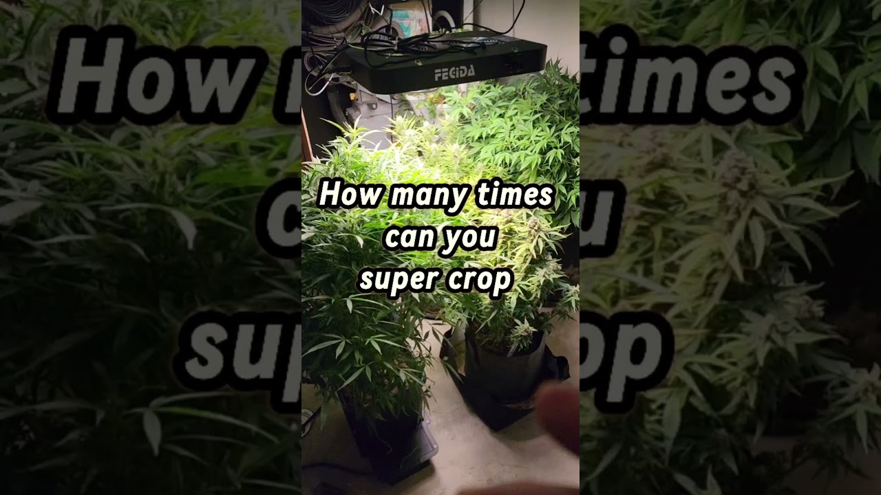 How many tines can you super crop? Idk but let's find out. #supercrop #za #gardening
