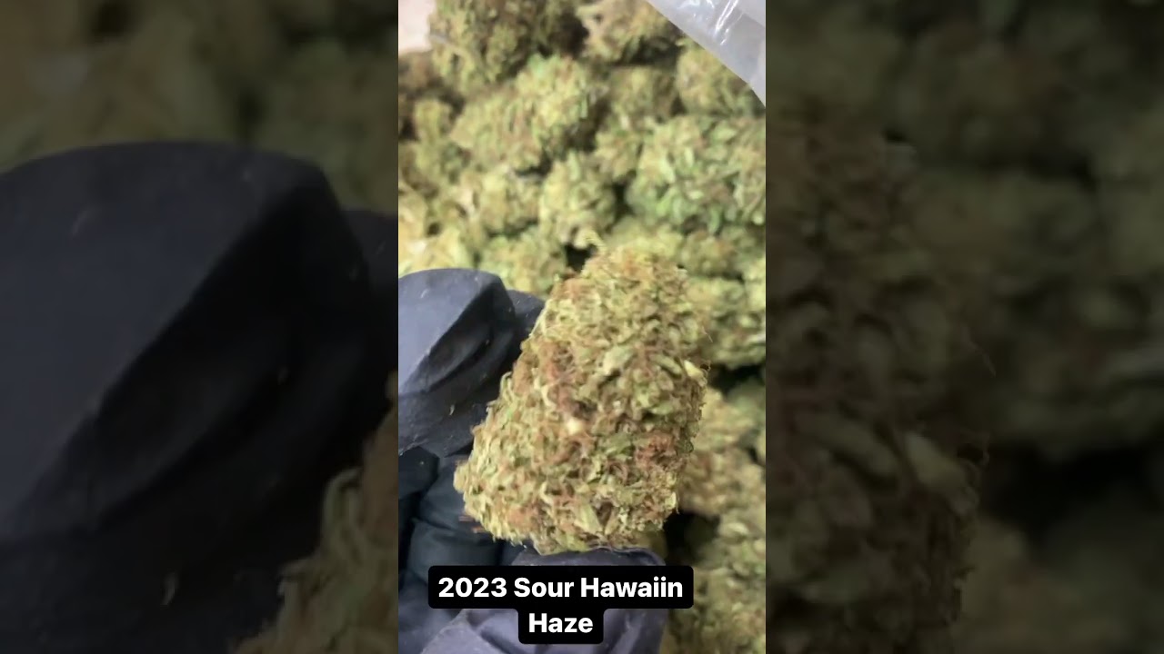 Elli-Hou Farms 2023 Sour Hawaiin Haze