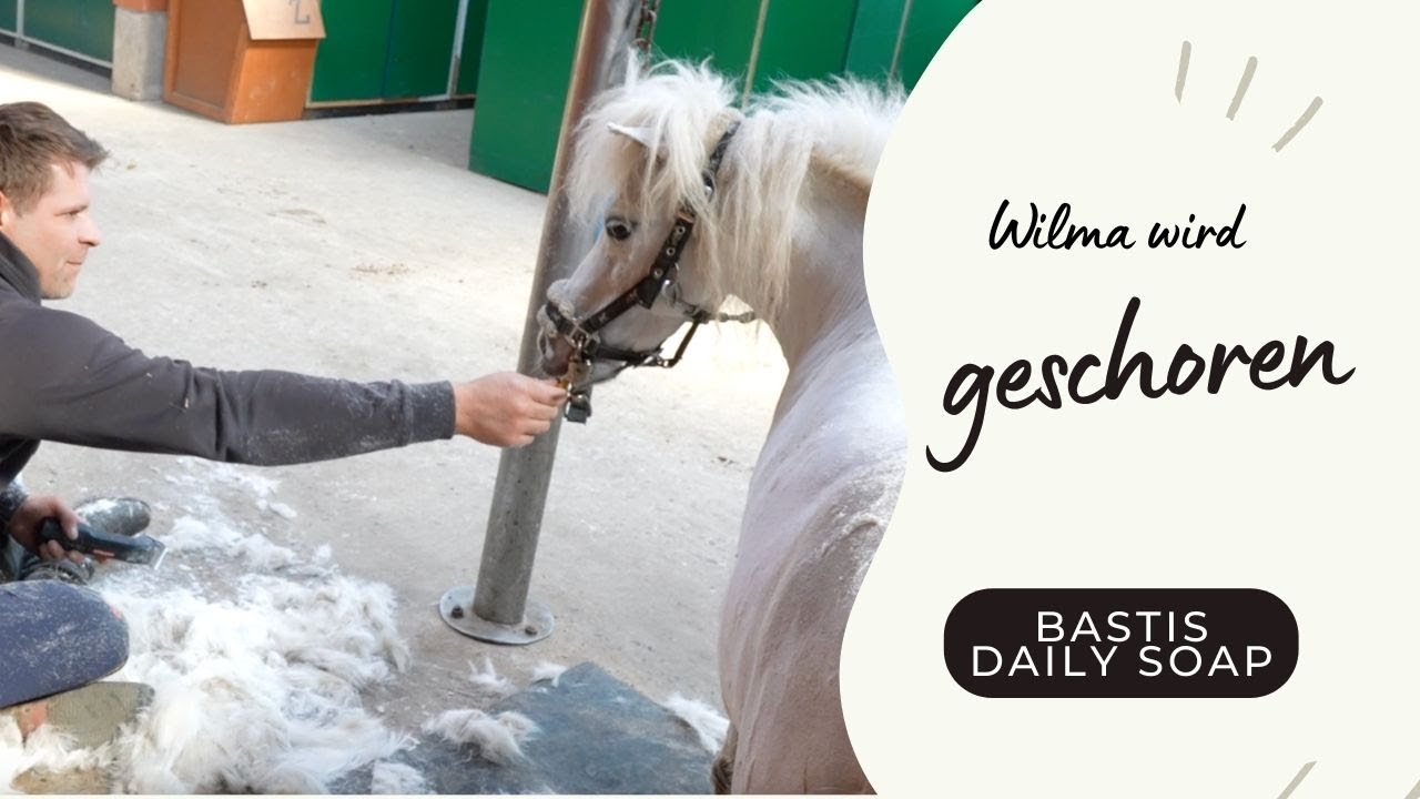Wilma wird geschoren