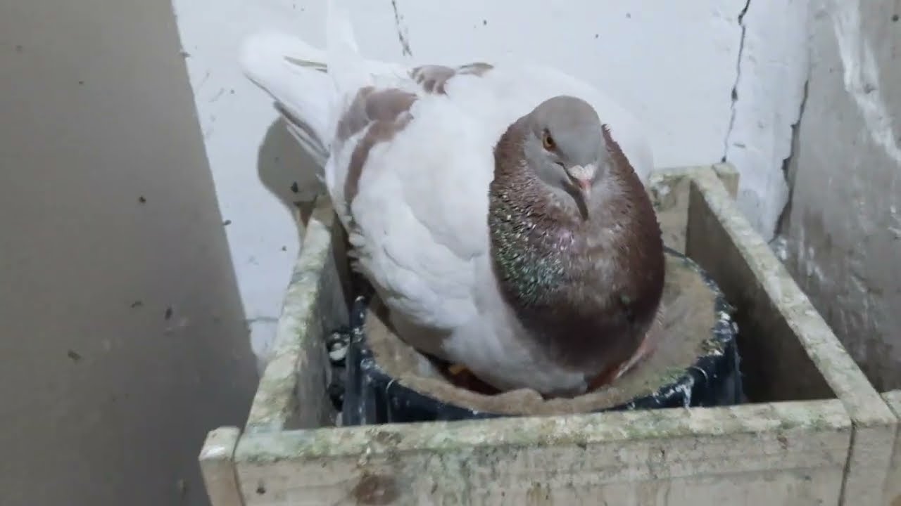 Texán kisgalambok    Little Texan pigeons