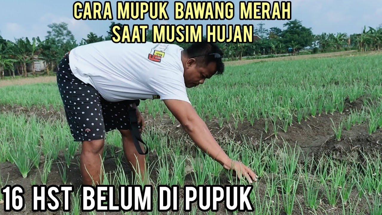 CARA MUPUK BAWANG MERAH SAAT MUSIM HUJAN