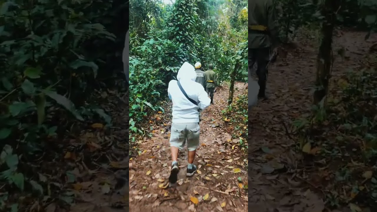 Les forets du Burundi:R&eacute;serve naturelle de Kigwena