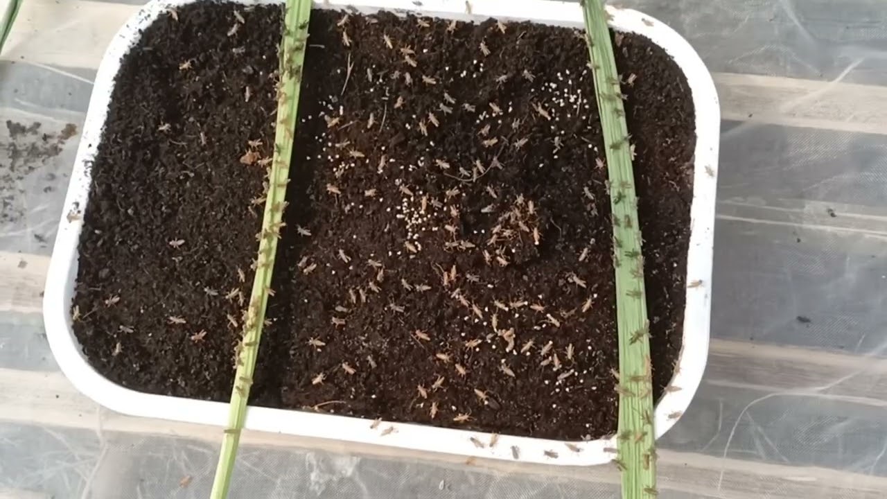 วิธีการดูแลฟักไข่ตั๊กแตนปาทังก้าตลอดระยะเวลา 2 เดือน โทร0910565672 จ.สุรินทร์