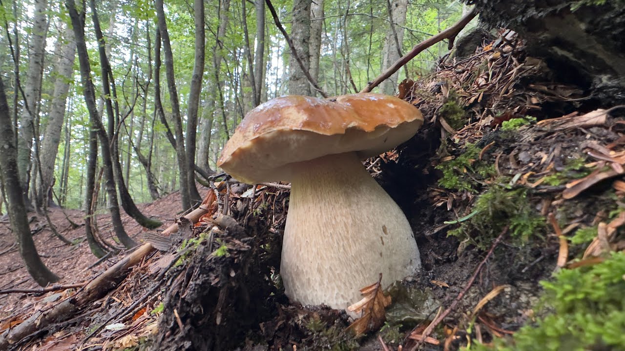 FUNGHI PORCINI SOTTO LA NEVE A 1&deg; C SOPRA LO ZERO - GIA&rsquo; CONGELATI! - IL FILM | FULL MOVIE