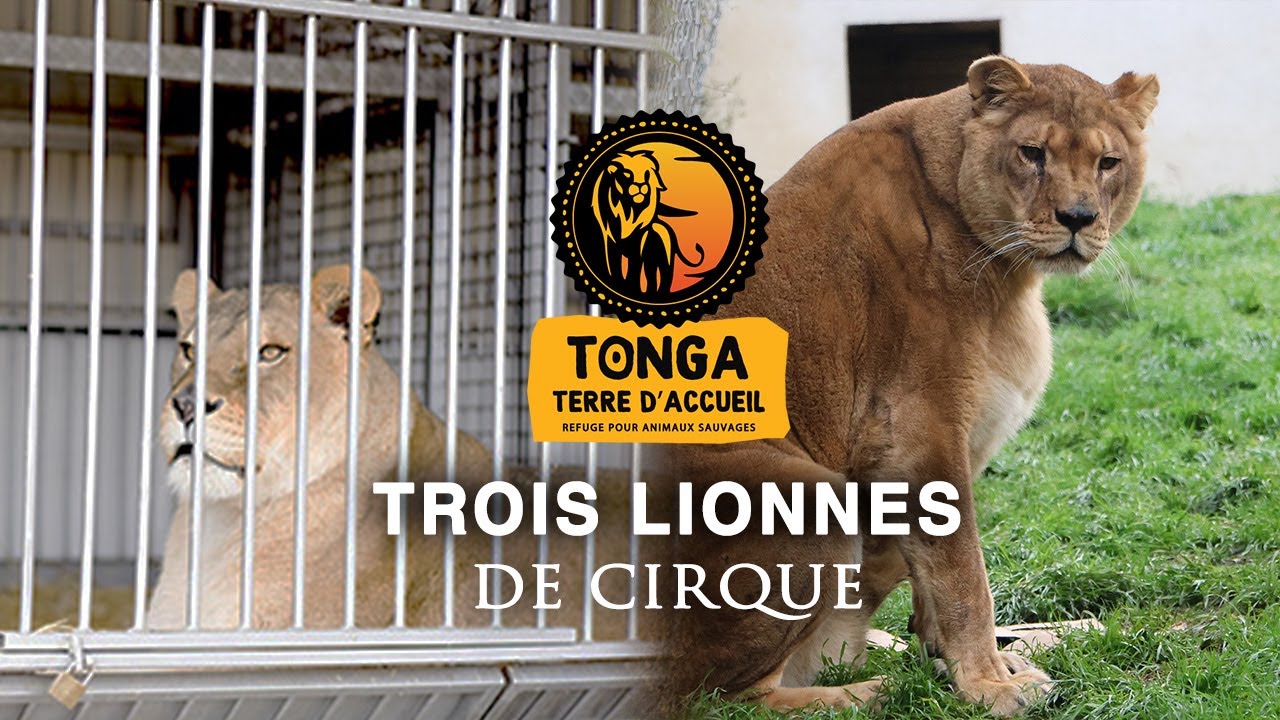 Accueil de trois lionnes de cirque