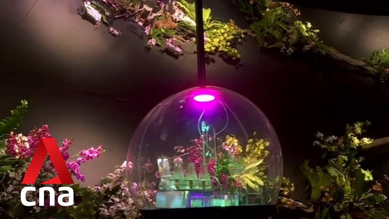 World Expo in Dubai opens to public on Oct 1