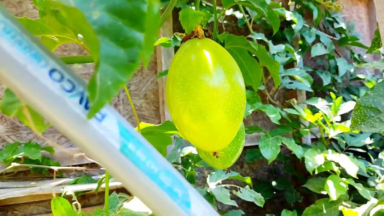 Crecen los frutales 🪴🪴hay maracuyá 😋