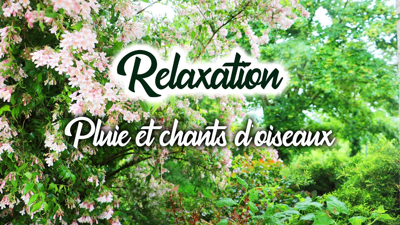 ✨ Vidéo relaxation : Bruits de pluie et chants d'oiseaux ◈ SIDJIE