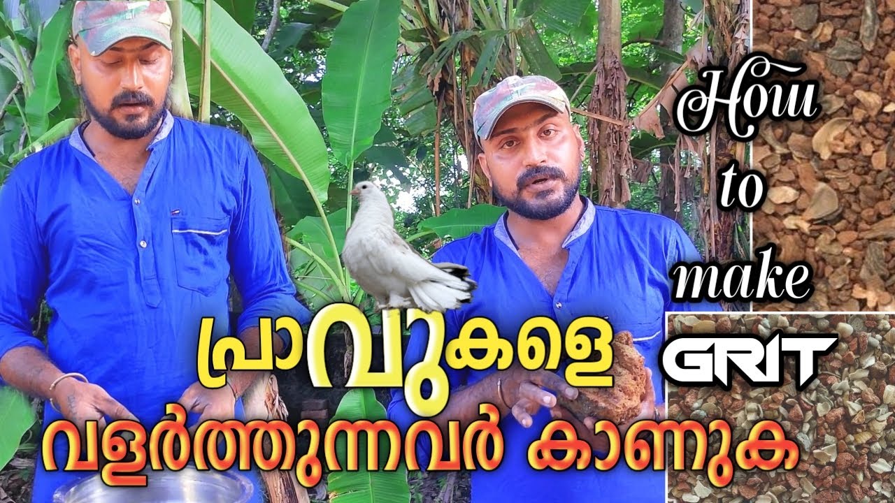 പ്രാവുകൾ ആരോഗ്യത്തോടെ വരുന്നത് എങ്ങനെ ഈ  video കണ്ടുനോക്കു | How to make Grit for pigeons