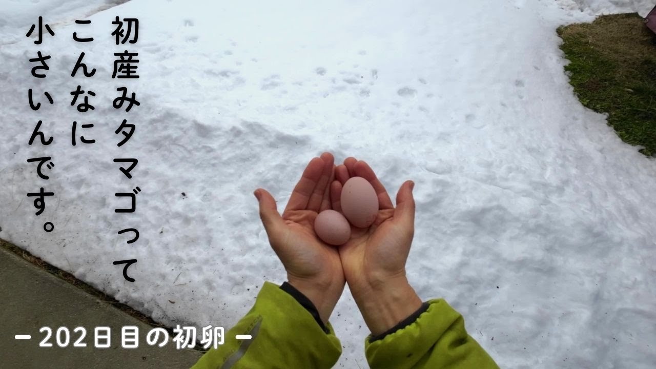 初産みたまごがありました【ニワトリと暮らす農家の日常 #9】