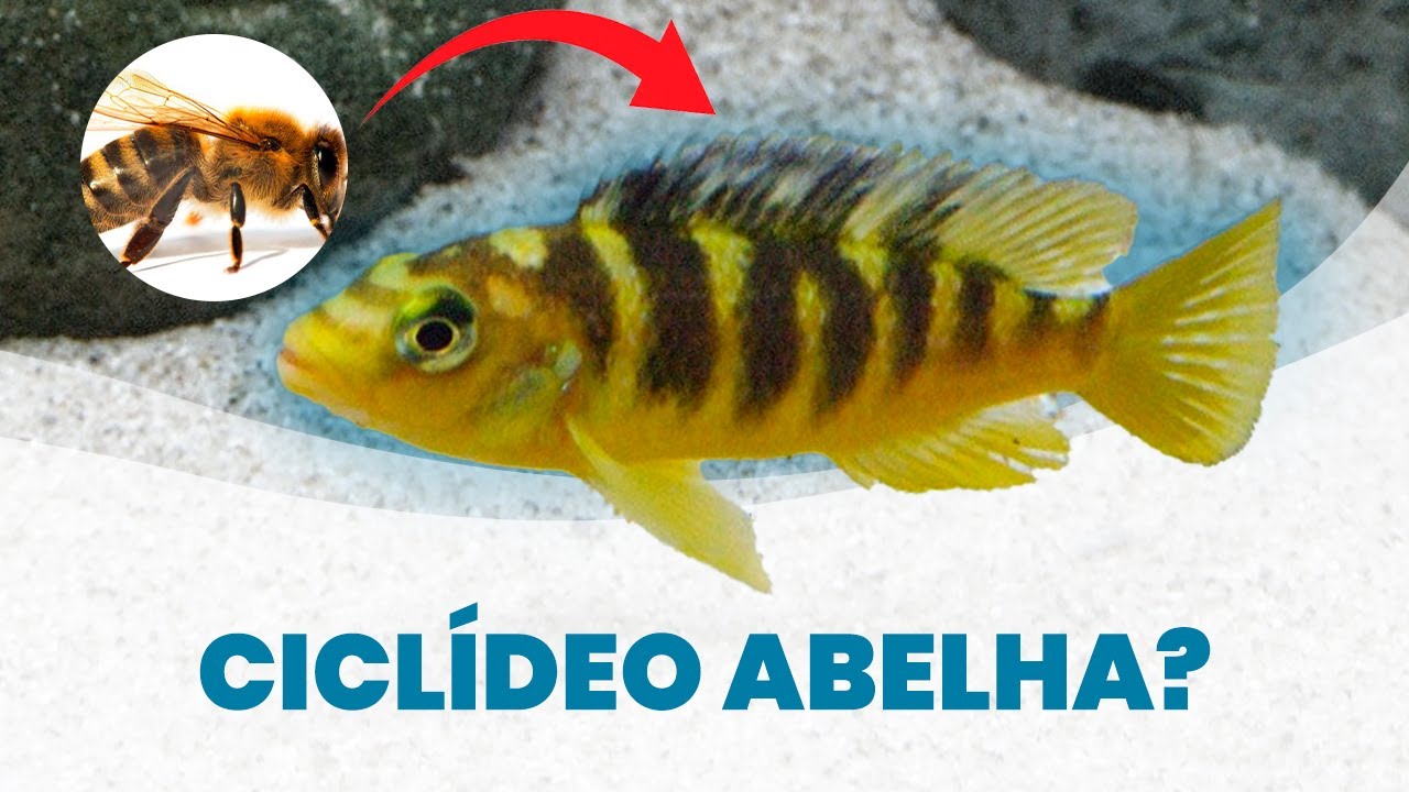 J&aacute; viu o CICL&Iacute;DEO ABELHA (Pseudotropheus crabro) #REIDOSAQUARIOS