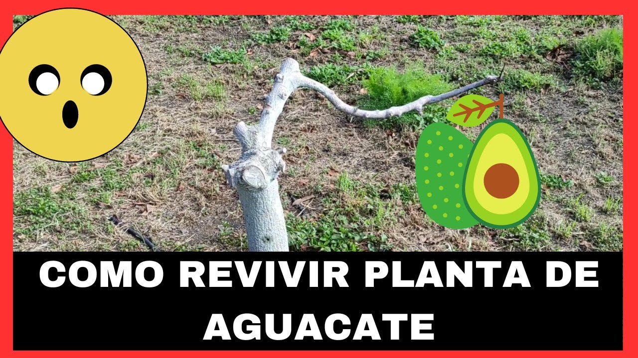 Como REVIVIR una PLANTA SECA de AGUACATE 🥑