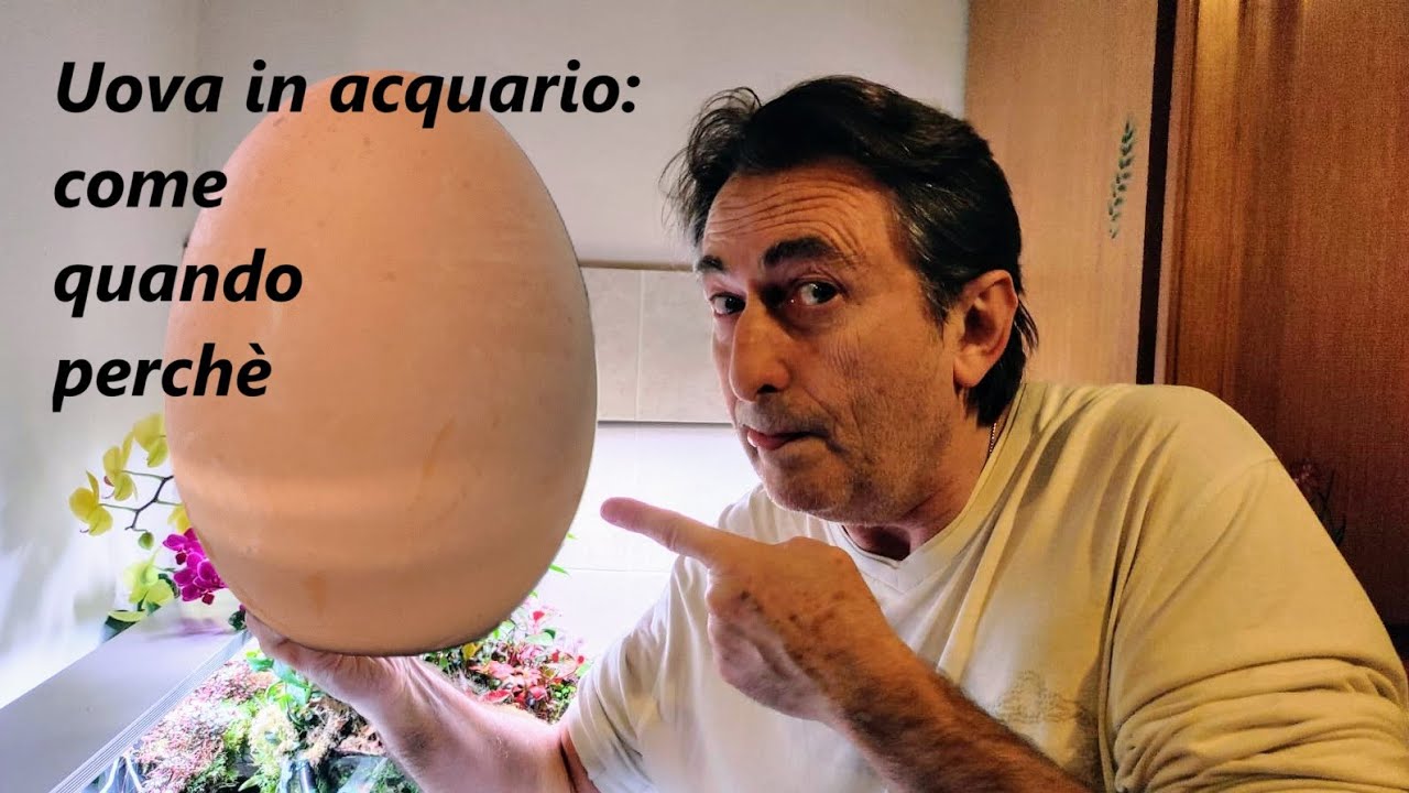 Cibo per avannotti: una alternativa valida ai naupli di artemia