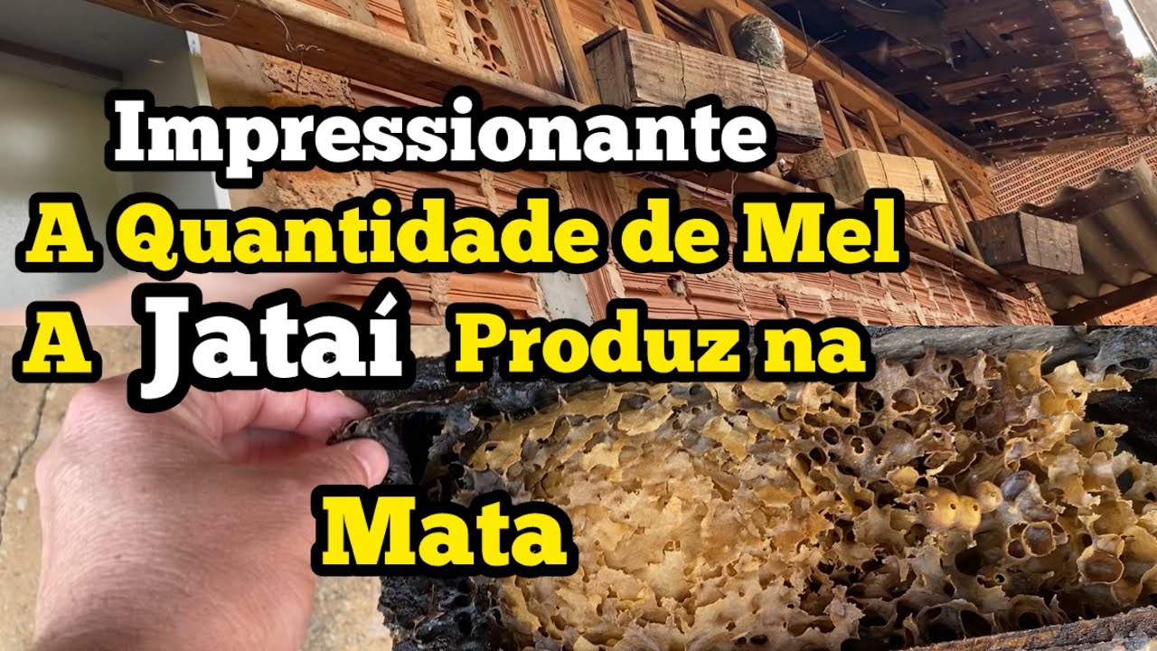 VEJA A QUANTIDADE DE MEL ESSAS JATAI PRODUZ NA MATA . Retira 3x ao Ano quanto da de mel cada vez