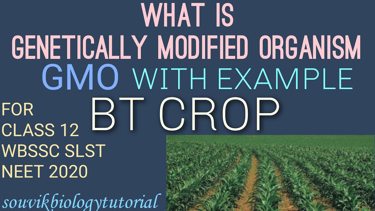 WHAT IS GENETICALLY MODIFIED ORGANISM (GMO)WITH EXAMPLE | WHAT IS BT CROP IN DETAILS | NEET BIO 2020