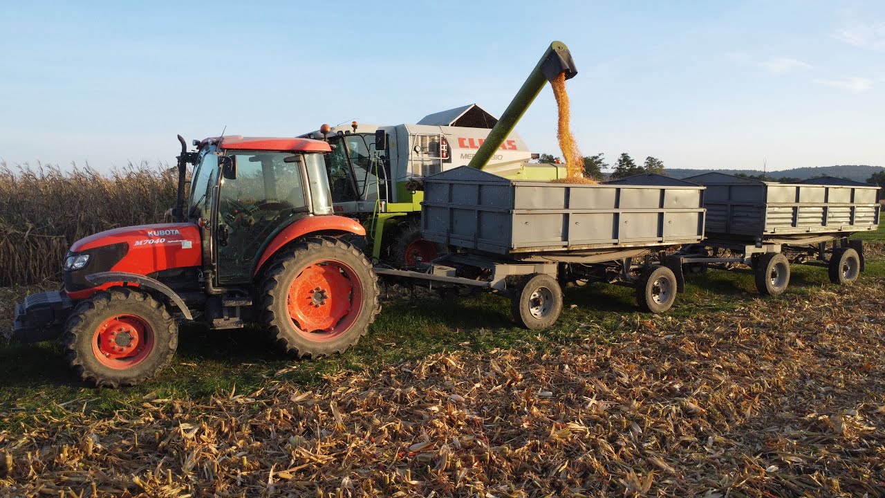 KUKURYDZA 2023 🌽Claas Medion 310, Kubota m7040, MF 5455 🔥