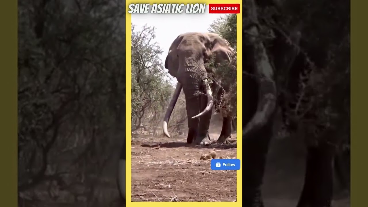 Giant Elephant of Africa | #shorts #SAVEELEPHANT #saveasiaticlion #savelion