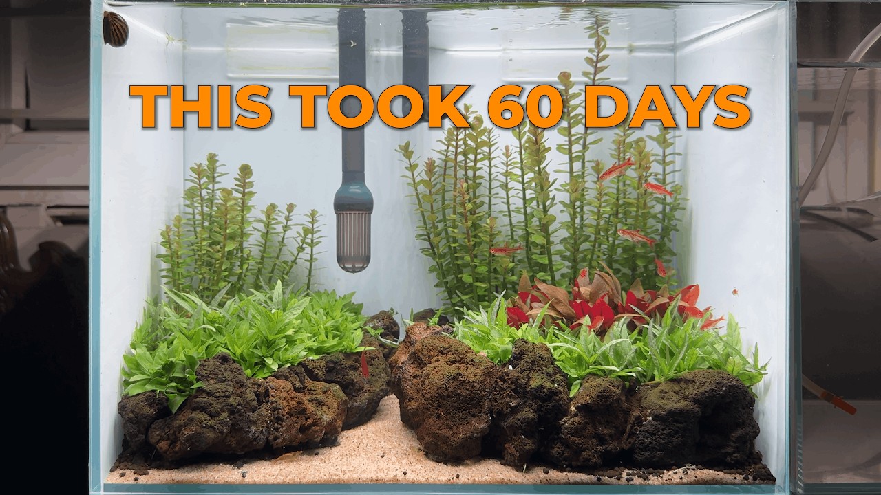 BUILDING EMBER VALLEY | STEP-BY-STEP AQUASCAPE SETUP