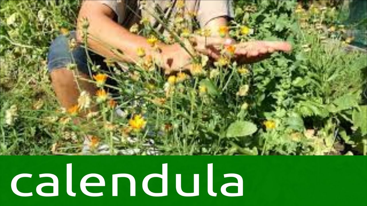 Calendula, ecco come recupero i semi. salviamo i semi e creiamo bio-diversità, salviamo noi stessi