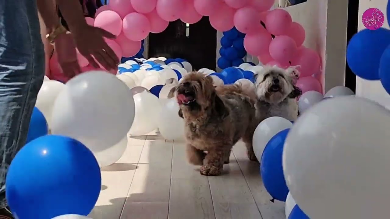 Millie, Daisy, Burny & Coco’s Balloon Fun Day