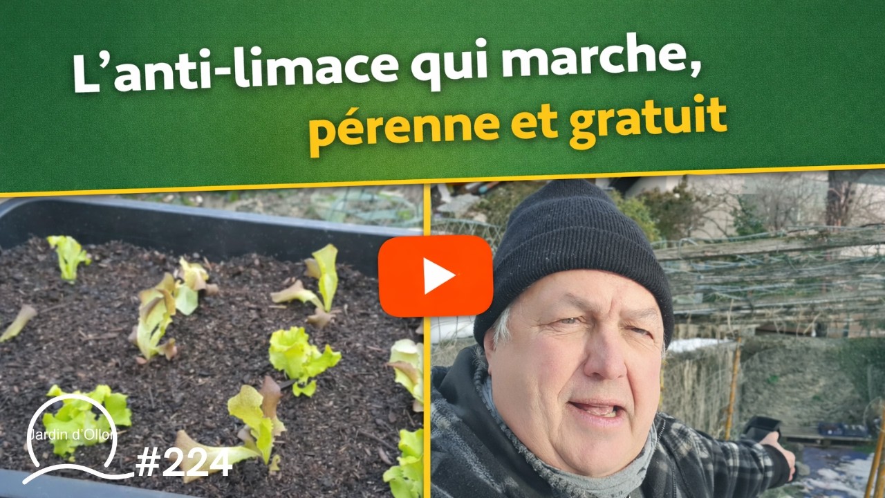 #224-L'ANTI-LIMACE qui marche, pérenne et gratuit 🐌