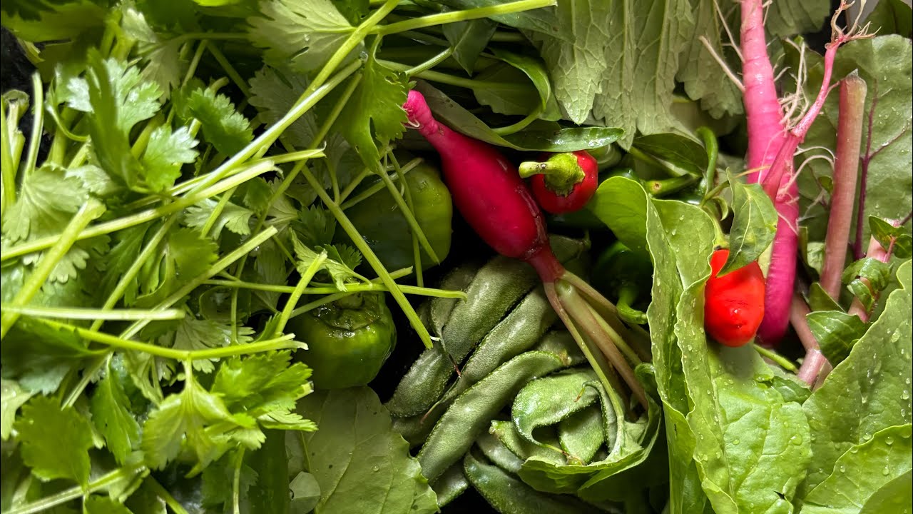 Organic sabji harvesting in my balcony and terrace! 
