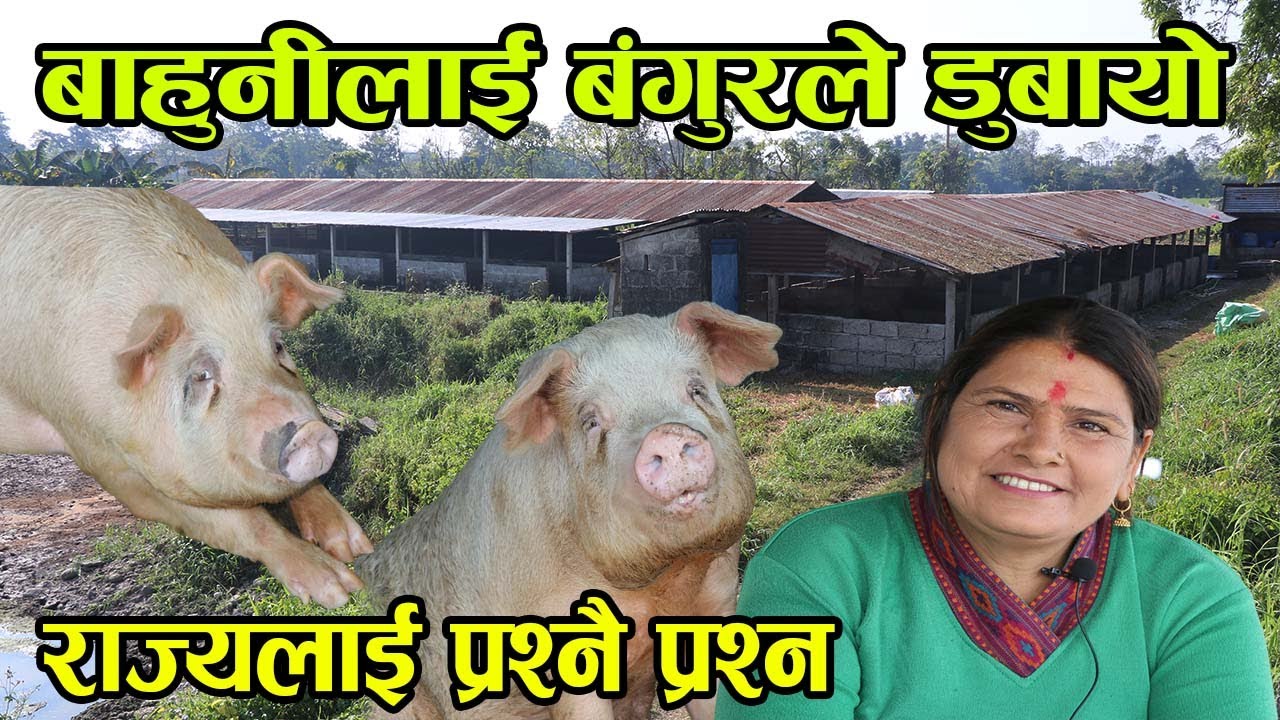 बाहुनीलाई बंगुरले डुबायो तर हिम्मत हारिनन् ! १ करोड ५० लाख लगानि गर्दा पनि राज्यले हेरेन│NepalChitra