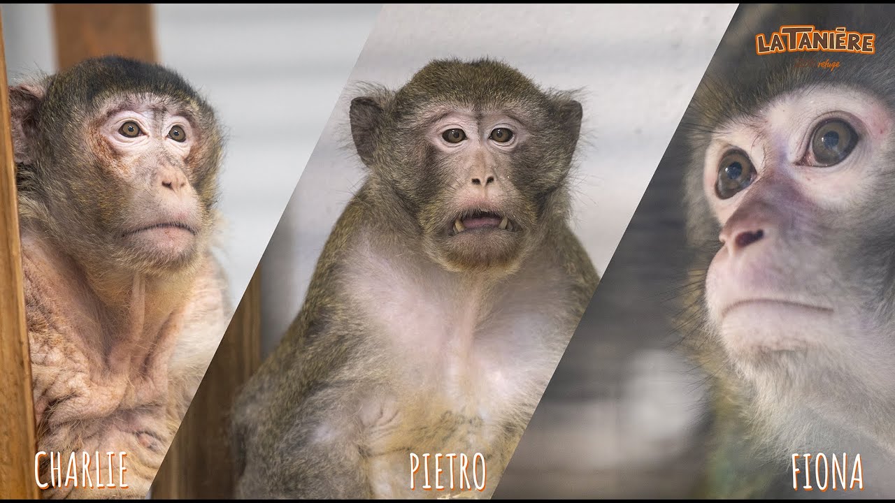 Arrivée de trois nouveaux primates de laboratoires !🙈🙉🙊