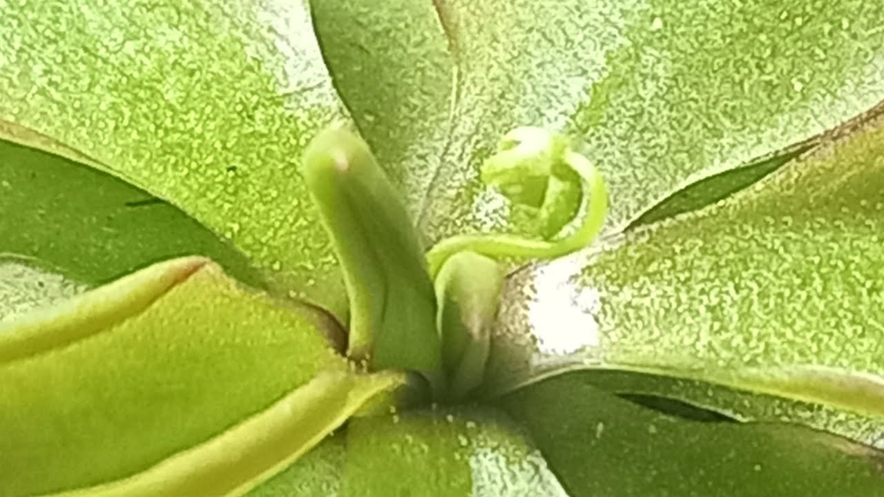 Adaptando mis plantas Carnívoras al calor 