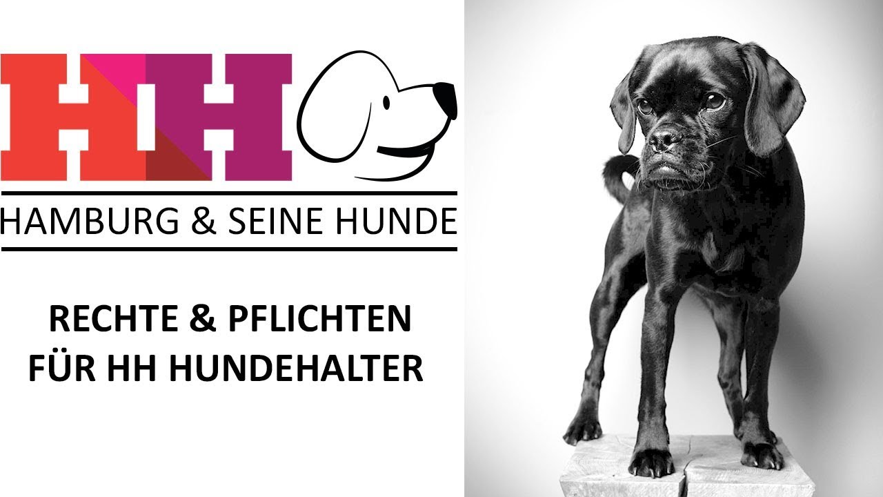 Hamburg & seine Hunde | Folge 1 - Rechte und Pflichten für Hundehalter