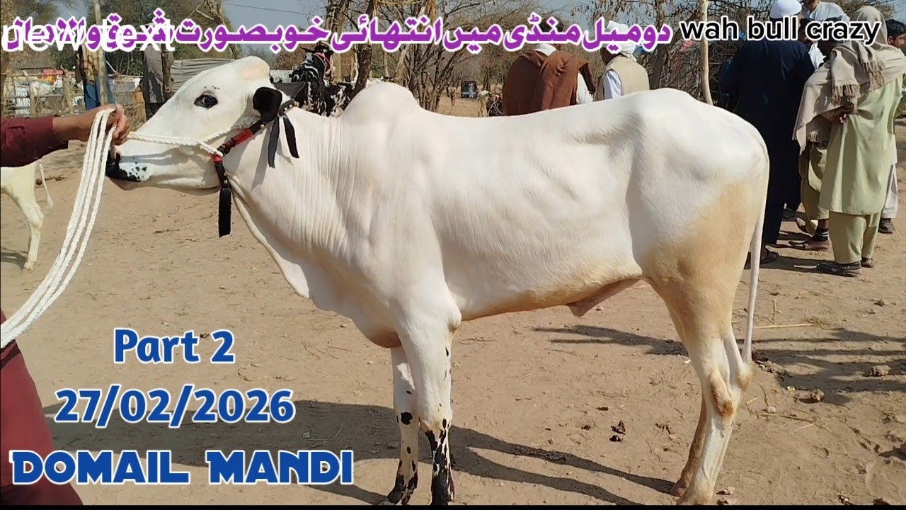 Today Domail Mandi 27/02/2026 Latest Fatehjangi Rate's Update@Wahbullcrazy Qurbani Collection2026.27
