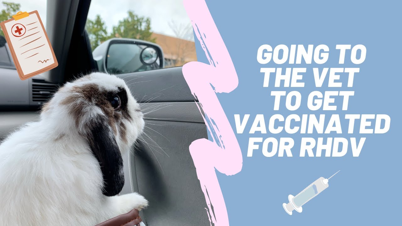 Bunny going to the vet to get vaccinated for RHDV 🐰🩺💉