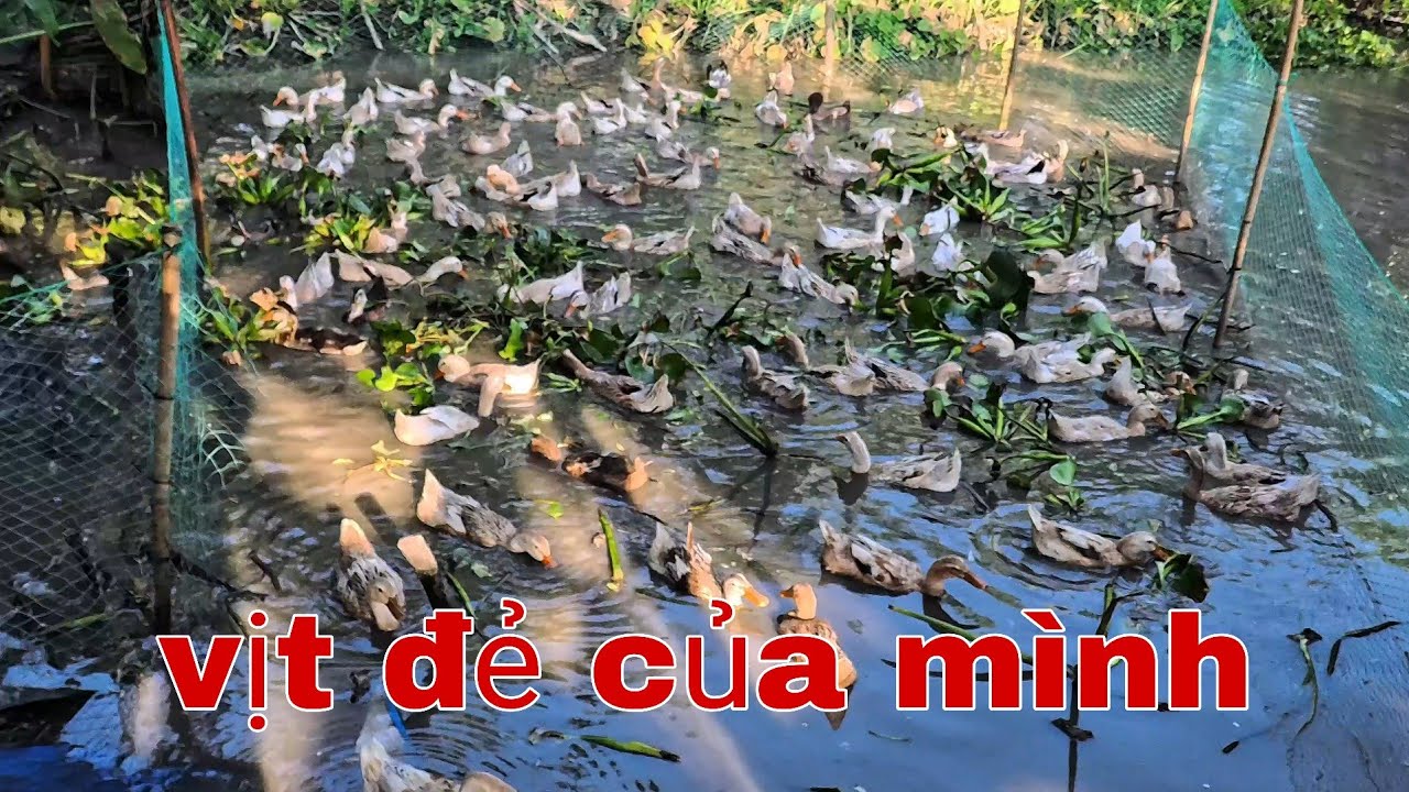 Nuôi vịt đẻ nhốt rọ nên cho vịt an rau mỗi ngày
