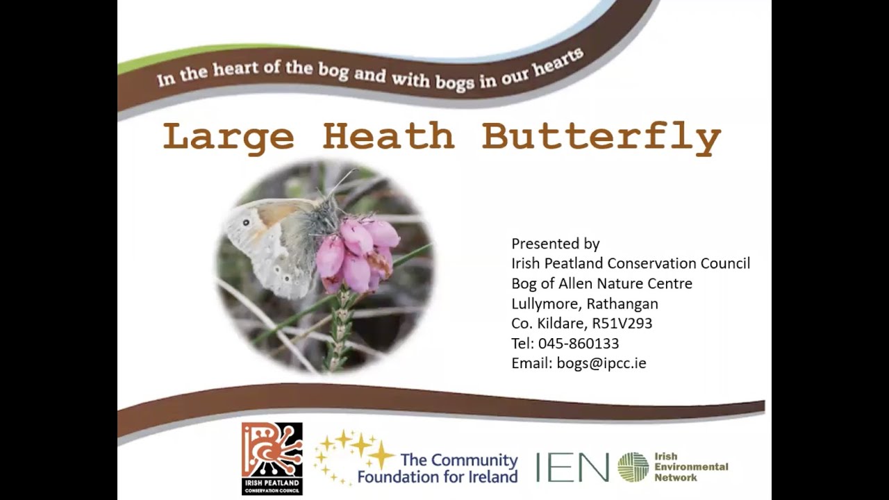 Talk 9: Lunchtime with the Irish Peatland Conservation Council - The Large Heath Butterfly