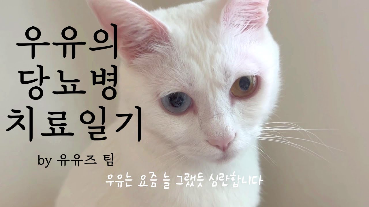 [반려동물사랑] 우유의 당뇨병 치료일기ㅣDiabetes Care Diary of 'Milk' the Cat