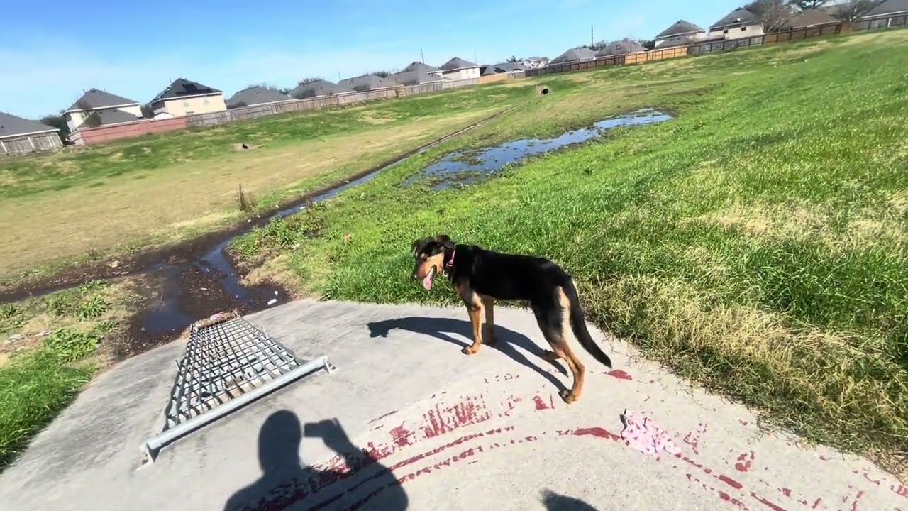 German Shepherd mix Labrador first week (10 months)