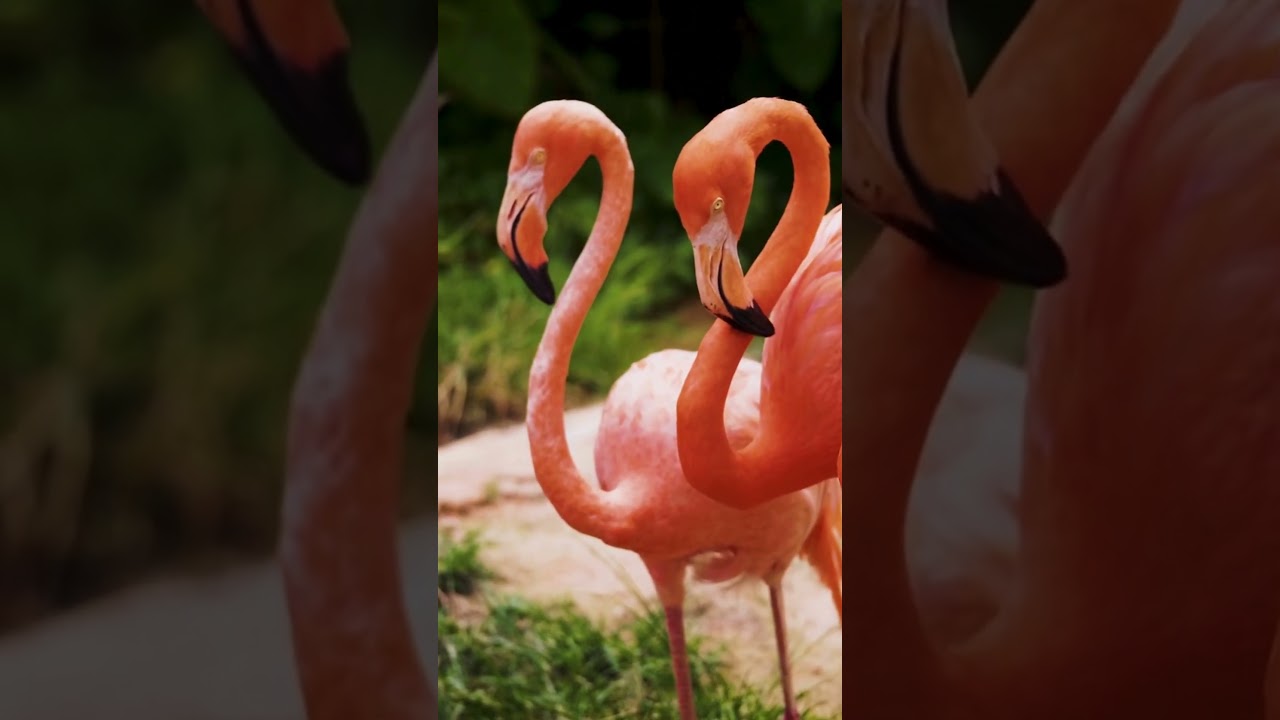 Flamingo sound | Flamingo sound video | Flamingo video  #animalsouds #animals
