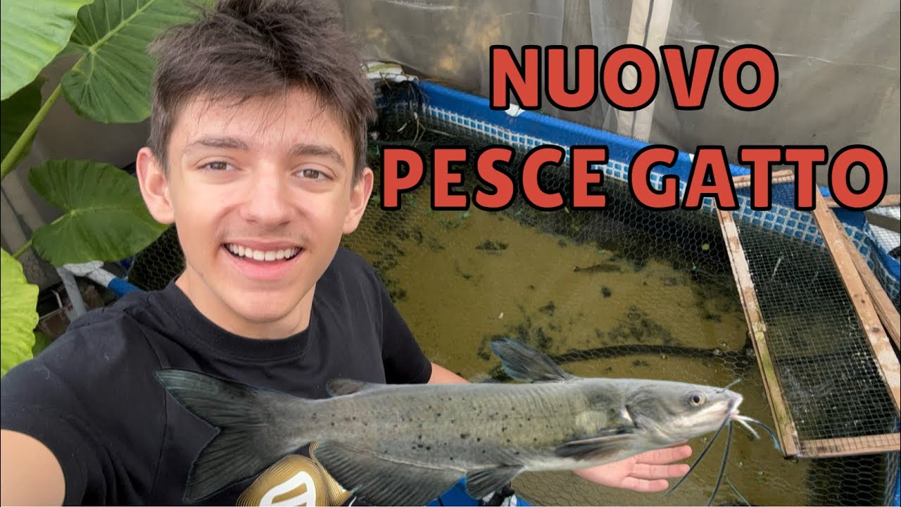Nuovo PESCE GATTO per la PISCINA dei PESCI PREDATORI 