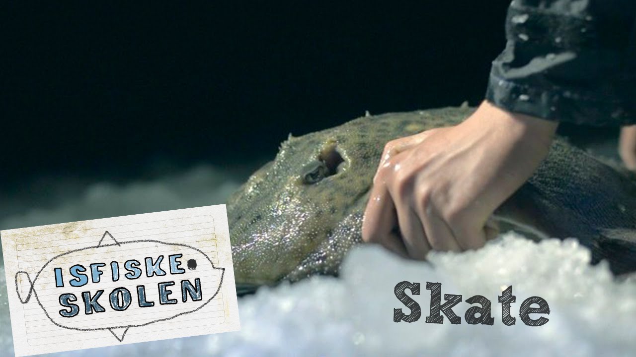 Hvordan fiske skate // How to fish skate - Isfiskeskolen Ep2